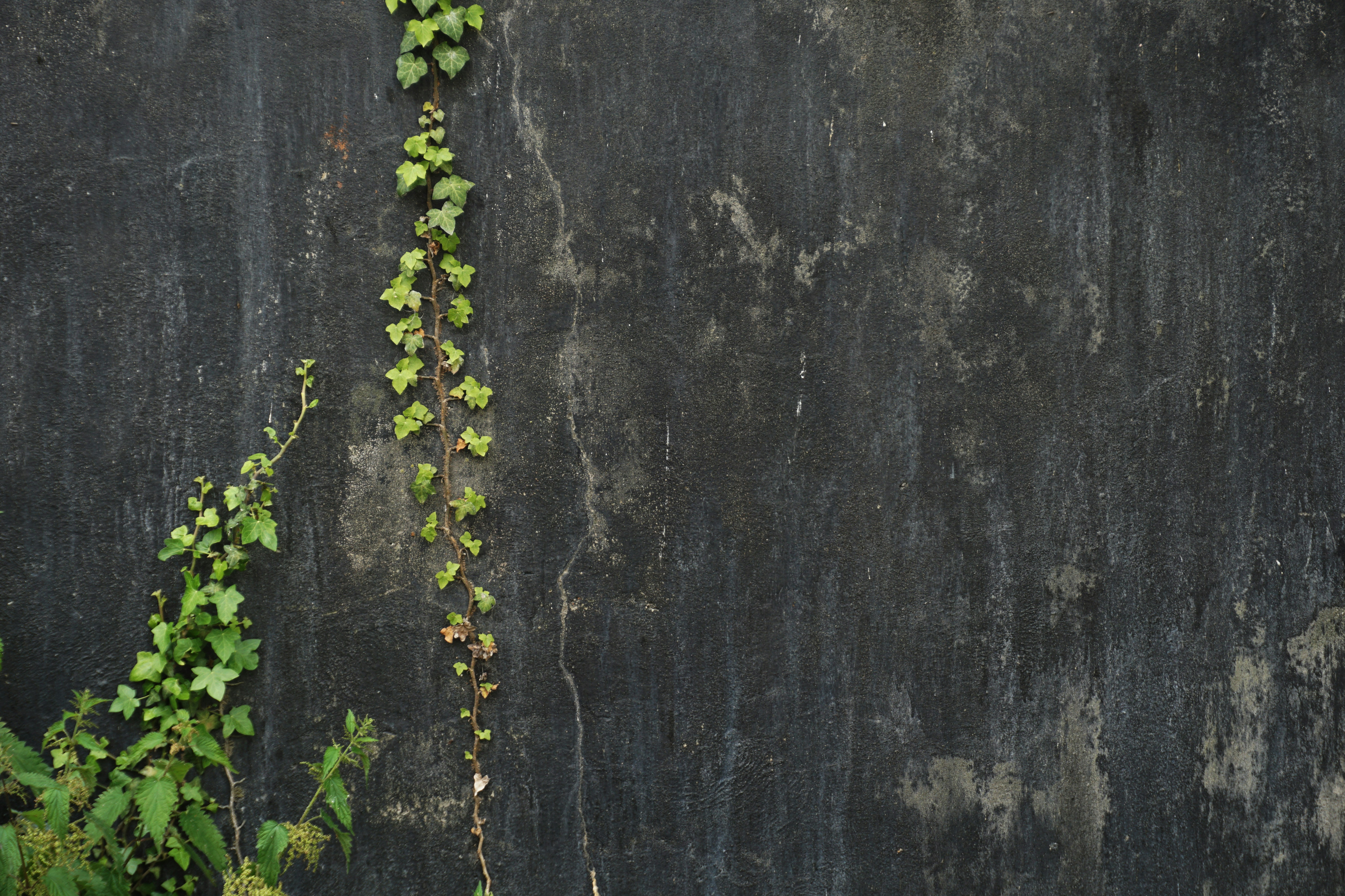 Botanical editorial